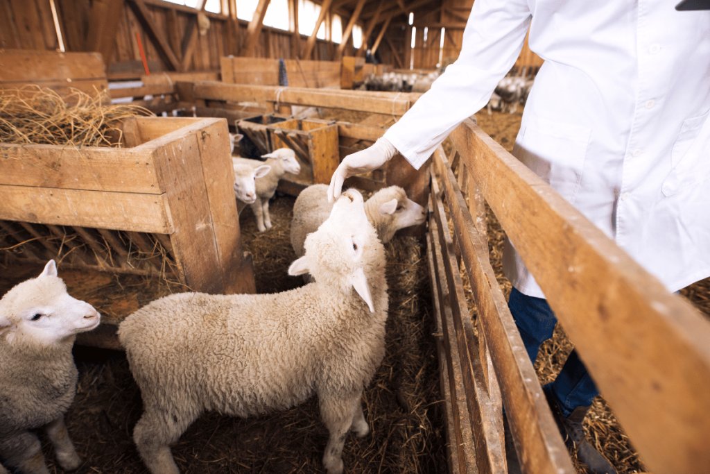 Alternative Veterinary Medicine: Opportunities, Challenges, and Future Prospects